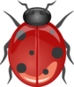 Shiny Ladybug Clip Art